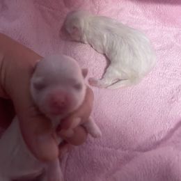Girl 1 - White female Maltese puppy in Wilson, New York from Maltese By Valerie