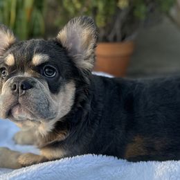 Summer (Orange Female) - Tricolors French Bulldog puppy in Burbank, California from Floofie Frenchies