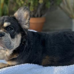Summer (Orange Female) - Tricolors French Bulldog puppy in Burbank, California from Floofie Frenchies