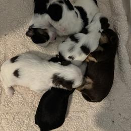 Yorkshire Terrier Puppies from XOXO YORKIES