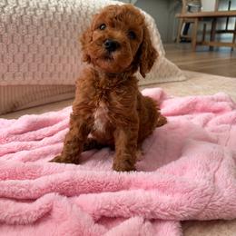Gray Color Male - Red  male Goldendoodle puppy in Loma Rica, California from BloomingPuppies