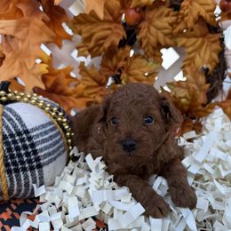 Cider - Red  male Poodle puppy in Miami, Florida from Katy's Toy Poodles