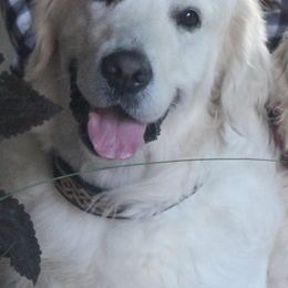 Golden Retrievers from White Satin Golden Retrievers, LLC