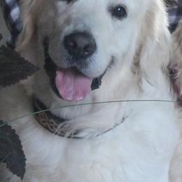 Golden Retrievers from White Satin Golden Retrievers, LLC