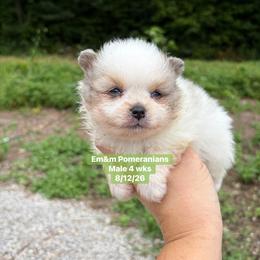 Merle parti blue eyes 3209 pet only - Blue merle male Pomeranian puppy in Kentucky from Em&M Pomeranians