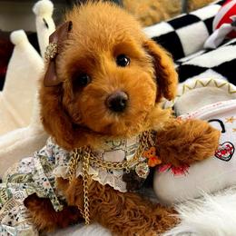 Chanel - Red female Maltipoo puppy in Sugar Land, Texas from Celebrity Maltipoos