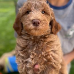 Topaz - Red  male Goldendoodle puppy in Lehi, Utah from Thompson Family Puppies