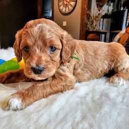 Fillmore - Red  male Goldendoodle puppy in Forest, Ohio from Mini Doodle Buddies