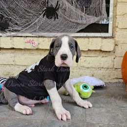 Michael Meyers - Great Dane puppy from Stark Danes