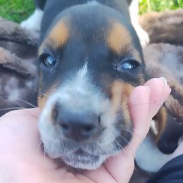 Brown - Black brown and white female Basset Hound puppy in Ontario, Oregon from Thunder Ridge Bassets