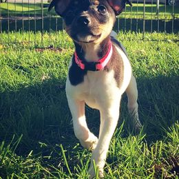 Chihuahua and Rat Terrier Puppies from Emadens
