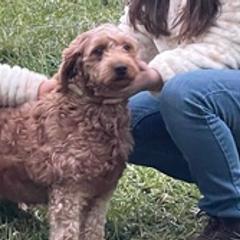 Goldendoodles from Native Ranch Puppies