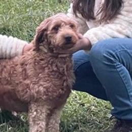 Goldendoodles from Native Ranch Puppies