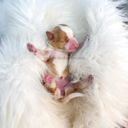 Red - Red female Bernedoodle puppy in Cedar City, Utah from Cedar Doodles- Home of the Teddybear Goldendoodle