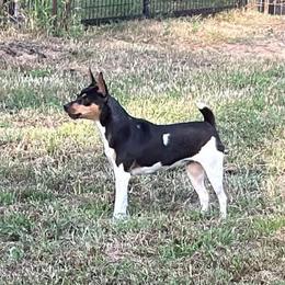 Erika - Rat Terrier
