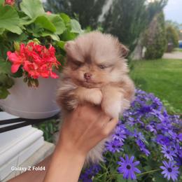 Clover - 3,500 dollars - Chocolate merle female Pomeranian puppy in Amelia, Ohio from Boujee Puff Poms
