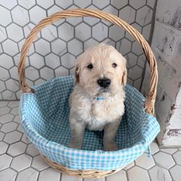 Dustin - Cream male Goldendoodle puppy in Mount Pleasant, Utah from Betty's Goldendoodles