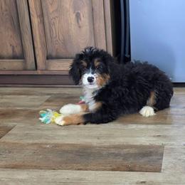 Arya - Tri-color female Bernedoodle puppy in Apple Creek, Ohio from Grandeur Valley Puppies