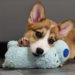 Susannah - Red female Pembroke Welsh Corgi puppy in Kiowa, Colorado from Cool Water Corgis LLC