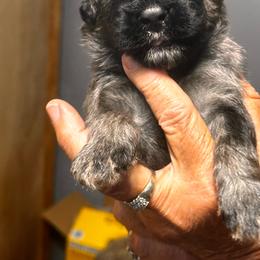 Sam - Fawn male Bouvier des Flandres puppy in Scottsdale, Arizona from Desert Diamonds Bouviers