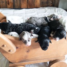 Bernedoodle Puppies from Minnie's UpNorth Doodles
