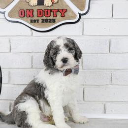 Bullseye - Merle male Labradoodle puppy in Bryantown, Maryland from Doodles on Duty