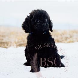 Blue collar - Black and tan male Cockapoo puppy in Missoula, Montana from Big Sky Cockapoos