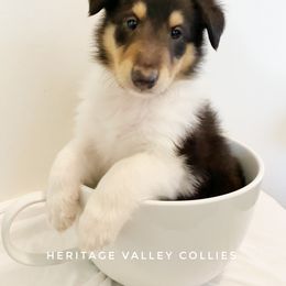 Collie Puppies from Heritage Valley Collies