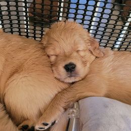 Golden Retriever Puppies from Middlecreek Goldens