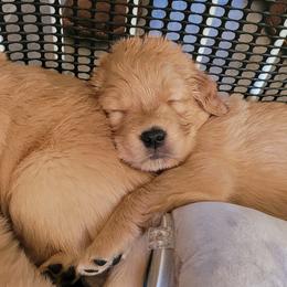 Golden Retriever Puppies from Middlecreek Goldens