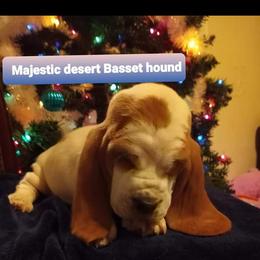 Basset Hound Puppies from Majestic Desert Basset Hounds