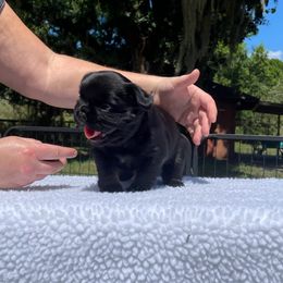 French Bulldog Puppies from Just Us Frenchies