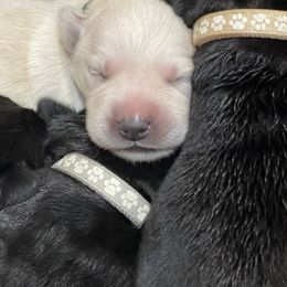 Labrador Retriever Puppies from Geronimo Labradors