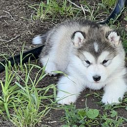 Alaskan Malamutes and German Shepherds from Snowybleu Kennels