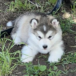 Alaskan Malamutes and German Shepherds from Snowybleu Kennels