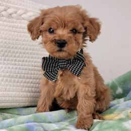 Rey - Red female Cavapoo puppy in Temecula, California from Oodles O'Doodles