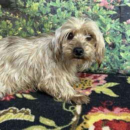 Big Red Sky - Yorkshire Terrier