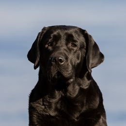 Luna - Labrador Retriever