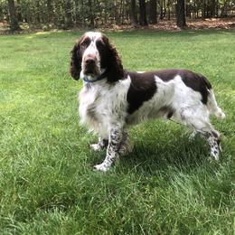 Brodie - English Springer Spaniel