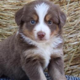 Miniature Australian Shepherds and Toy Australian Shepherds from Stockman Farms