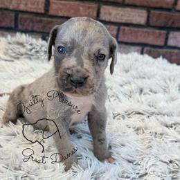 Nox - Merle male Great Dane puppy in Barberton, Ohio from Guilty Pleasure Great Danes