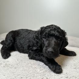 Robin (Blue Collar) - Black male Poodle puppy in Monroeville, Pennsylvania from K & A Standard Poodles