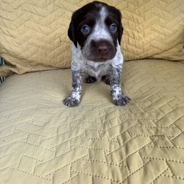 Boy 1 - Liver roan male Brittany puppy in Shinnston, West Virginia from Brookfield Farm Brittanys LLC