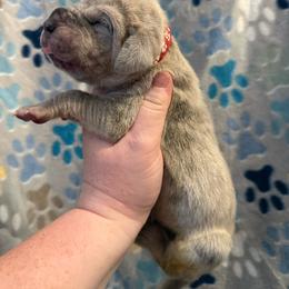 Red collar - Merle male Great Dane puppy in Tyler, Texas from Blessed By Danes