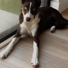 Border Collie Puppies from C Horns Ranch Border Collies