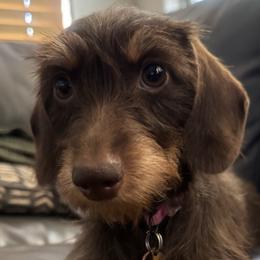 Luna - Dachshund