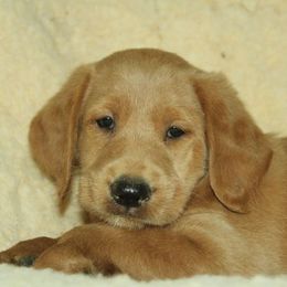 Remi - Caramel red male Labradoodle puppy in Apache Junction, Arizona from Loving Doodle