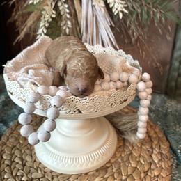 Cockapoo and Goldendoodle Puppies from Cackalacky Companions