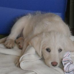 Labradoodle Puppies from Daisy's Labradoodles