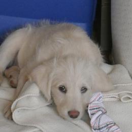 Labradoodle Puppies from Daisy's Labradoodles